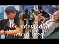 We adopted a rescue dog! Hobbie's arrival