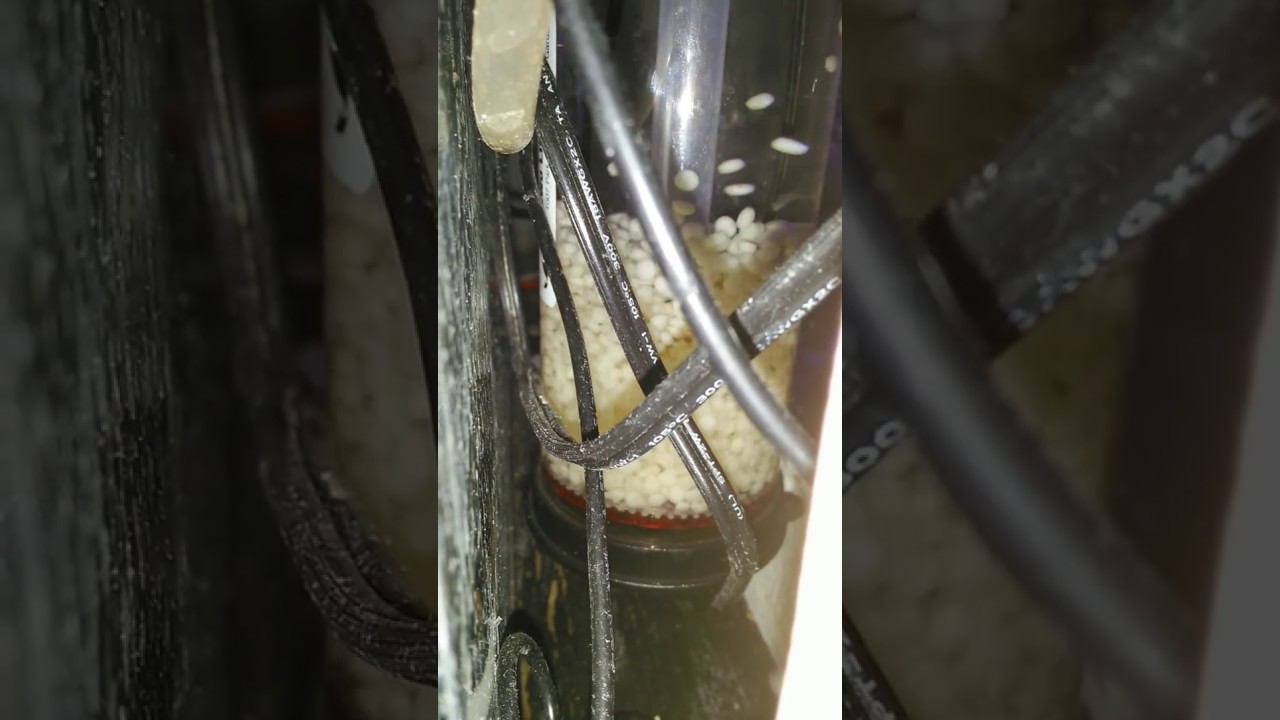 camera iphone 8 plus apk Bio pellets.