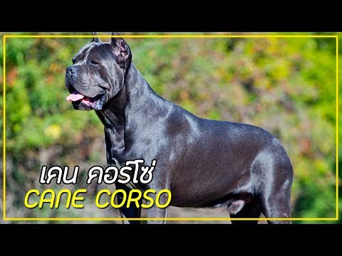 รู้จักสุนัขพันธุ์ เคน คอร์โซ่ (Cane Corso , 意大利卡斯罗 ) สุนัขเฝ้ายามสุดขรึม!!