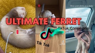 Ultimate Ferret Compilation | Best of FerretTok
