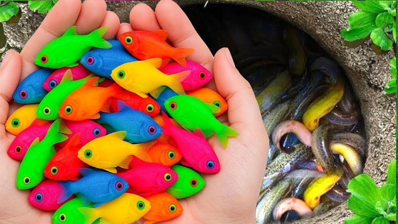 Catch beautiful aquarium fish in small pond baby turtles, eel, koi, pencil fish, nemo fish, tadpole