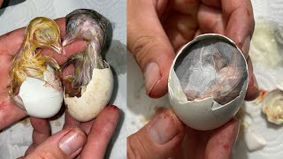 Kuluçka Makinesi 3. Civciv Çıkımı Yaşadıklarımız / Chicken Egg Incubator