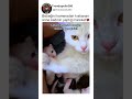 Bebeğini Kıskanan Anne Kedinin Tatlı Tavrı🥰🐈