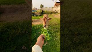 Pyari Bachiya Aur Unke Favourite Palak 😍#cow #trending #viral #video #cute #animals #ytshorts#cow