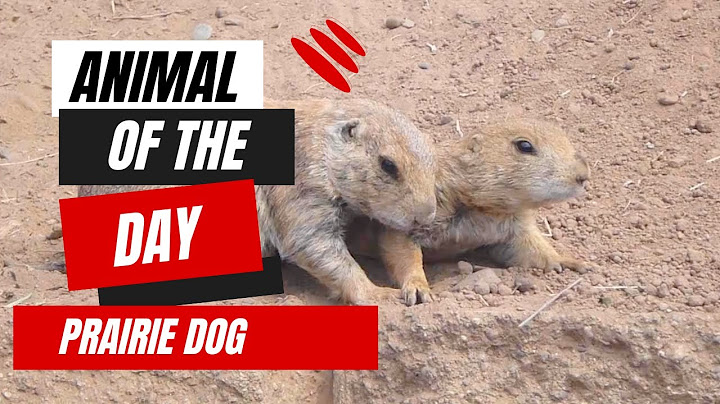Prairie Dog -- Animal of the Day | Educational Animal Videos for Kids, Homeschoolers, and Teachers