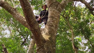 Cut down two super giant Conch trees \/ Chặt hai cây Xà Cừ siêu khủng lồ | T431