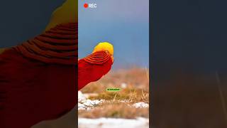 "Keindahan Ayam Pegar Emas: Si Burung Pelangi dari Tiongkok Barat"