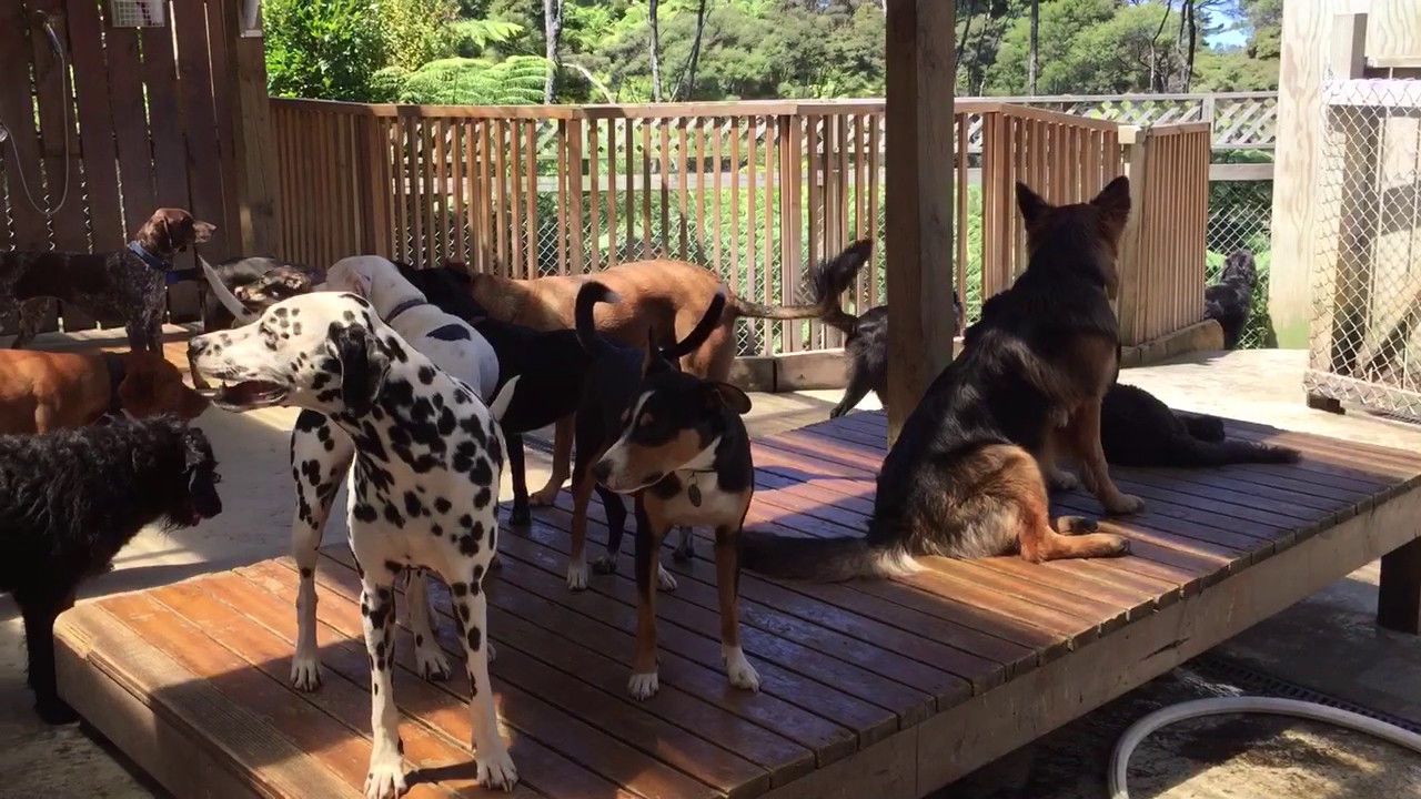Behind The Scenes There Ain t Much To It Doggy Daycare Boarding behind-the-scenes-there-ain-t-much-to-it-doggy-daycare-boarding