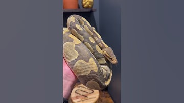 The perfect Halloween snake. Chocolate Enchi Hypo 👻🍫 #shorts #snake #animals #python