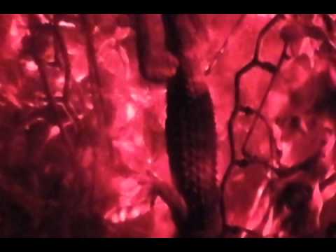 video phone beyonce mp3 Tokay Gecko and Golden Gecko *NEW CAMERA TEST*