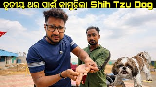 ତୃତୀୟ ଥର ପାଈଁ କାମୁଡ଼ିଲା Shih Tzu Dog... କଣ କରିବି ଏବେ ମୁଁ...
