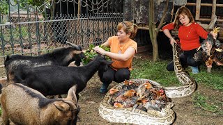 Giant PYTHON Attacks Chicken Coop - Harvest Sapodilla to Market, KIKO Goat Care | Lica Daily Life