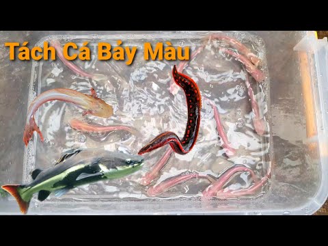Video Quá Nguy Hiểm Khi Thả Chạch Lửa Chung Với Hồng Vỹ,Cá... - youtube