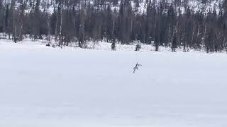 Famous Pack of wolves,snowcat grooming surprise Wealth