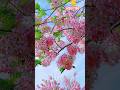 #flowers #nature #shorts #viralshorts #youtubeshorts