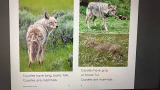 All About Coyotes (Read Aloud)
