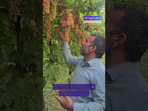 افزایش تناژ انگور با سیستم داربستی درست