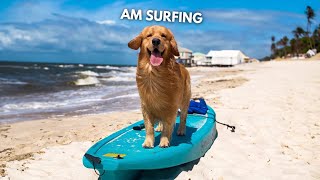 My Dog Rents an Oceanfront Beach House (WE GOT FLOODED!) by Tucker Budzyn 1,774,694 views 5 months ago 19 minutes