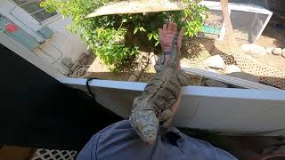 Trusting Pet Lizard Leaps to Man
