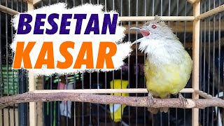 MASTERAN CUCAK JENGGOT GACOR COCOK UNTUK MASTERAN MURAI BATU FULL BESETAN KASAR #98