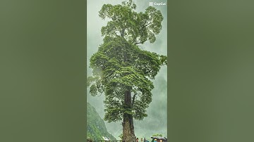 Cây cô đơn - Hà Giang