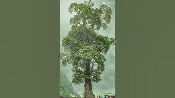 Cây cô đơn - Hà Giang