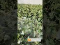 🍁 Prima Brumă – O Dimineață Rece, Dar Plină de Magie