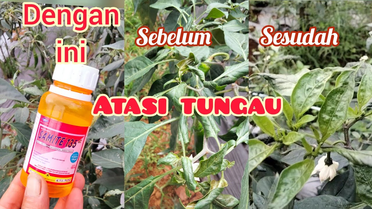 Cara Mengobati Hama Tungau Pada Cabe merah