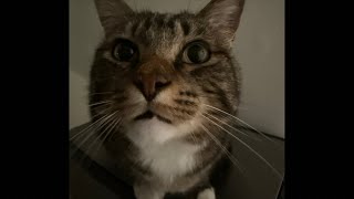 Cat POV Daily is live!