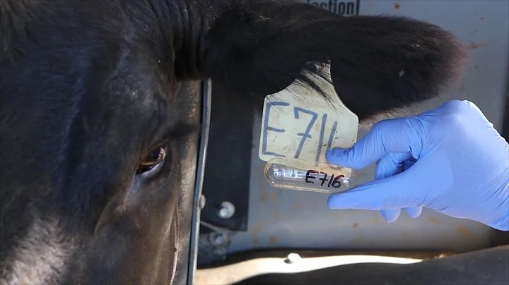 How to give a bolus to cattle