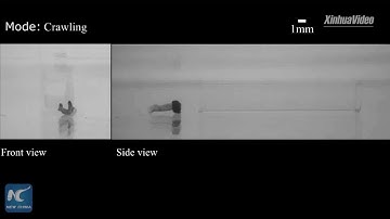 Chinese scientists develop octopus-inspired soft robot