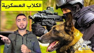 أقوى الكلاب العسكرية مشاهد حماسية لتدريب الكلاب العسكرية