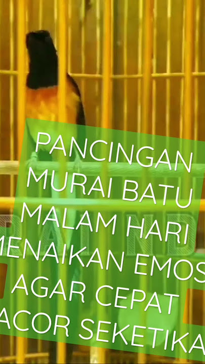 PANCINGAN MURAI BATU MALAM HARI MENAIKAN EMOSI AGAR CEPAT GACOR SEKETIKA