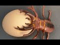 RAW EGG PEELING - Moha melo