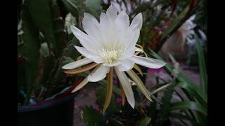 SÀI GÒN CHIỀU BƠ VƠ