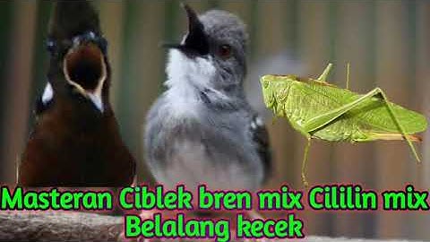 Masteran ampuh, Ciblek ngebren mix Cililin mix Belalang Kecek