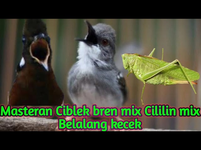 Masteran ampuh, Ciblek ngebren mix Cililin mix Belalang Kecek class=