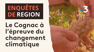 Le Cognac à l’épreuve du changement climatique