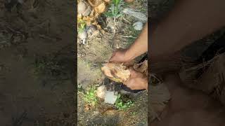 A simple way to peel a coconut