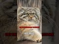 Le chat de pallas  #animaux #chat