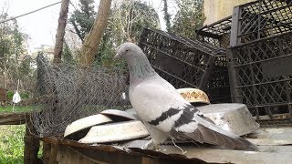 Ön tepe Kaçak güvercin yakaladık - pigeon We caught blue front hill