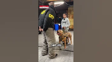 كلب مدرب في مواجهة الخطر 