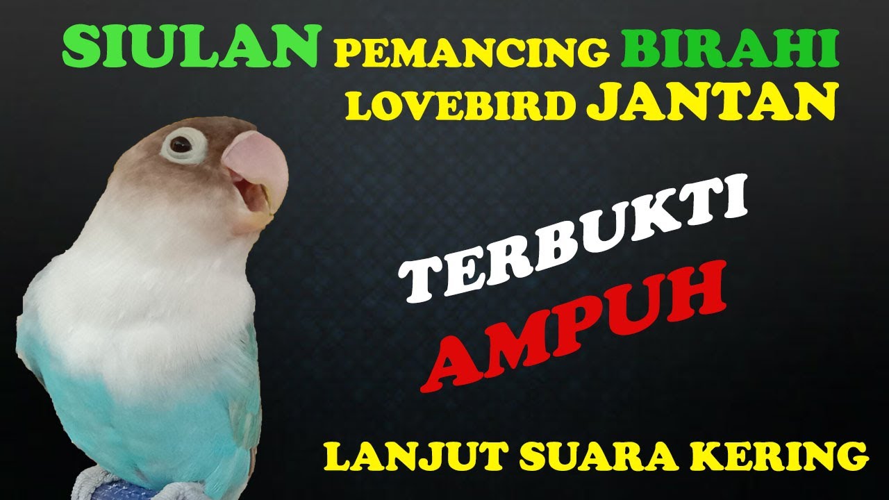 SIULAN PEMANCING BIRAHI LOVEBIRD JANTAN