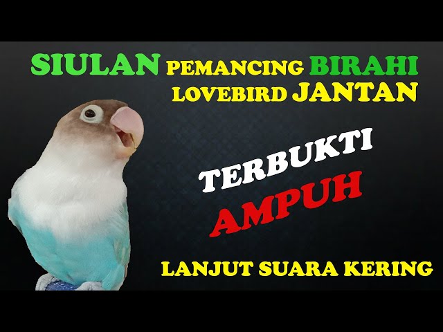 SIULAN PEMANCING BIRAHI LOVEBIRD JANTAN class=