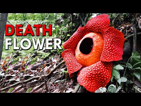 Video: Waarom wordt rafflesia bedreigd?