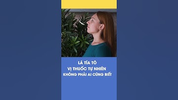 Công dụng tuyệt vời của lá tía tô không phải ai cũng biết