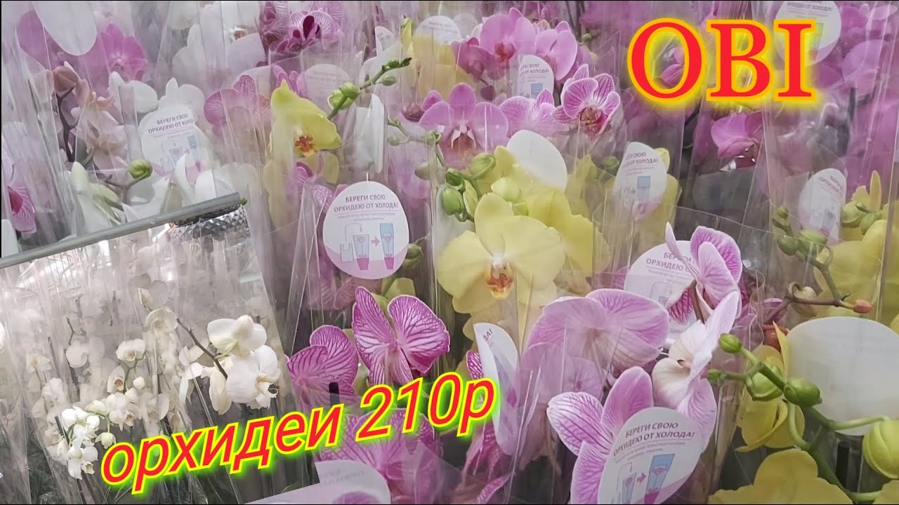Орхидеи уценка. Уральская 77 Краснодар орхидеи. Орхидеи в уценке в Оби. Орхидеи в Оби Краснодар. Орхидеи убийцы.