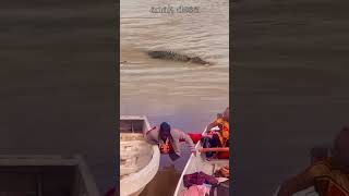 buaya menghintai orang yang naik ke perahu #shorts #crocodile #amazing