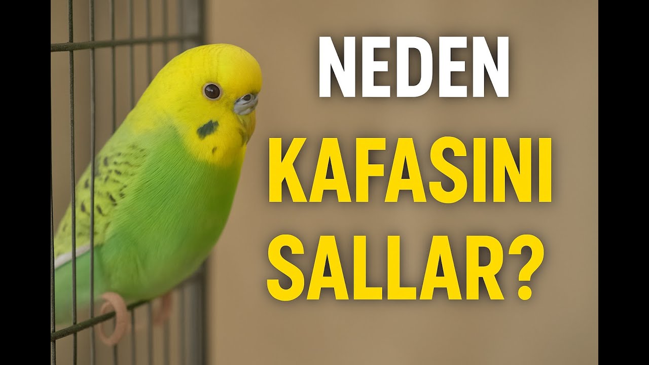 Kafese Girerken Neden Kafasını Sallar? Sebebi Bambaşka… 😳 #muhabbetkuşu #kuşdavranışı #muhabbet