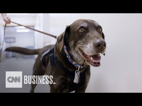 Video: Døve handicappede hund diagnosticeret med kræft bliver æresrepræsentant K9